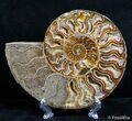 Inch Split Ammonite Pair #2613-3